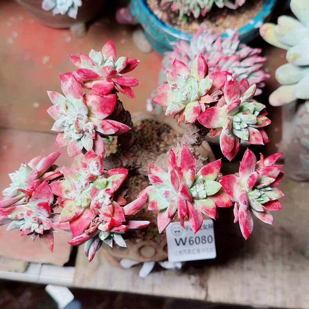 6080法瑞苹果叶多肉