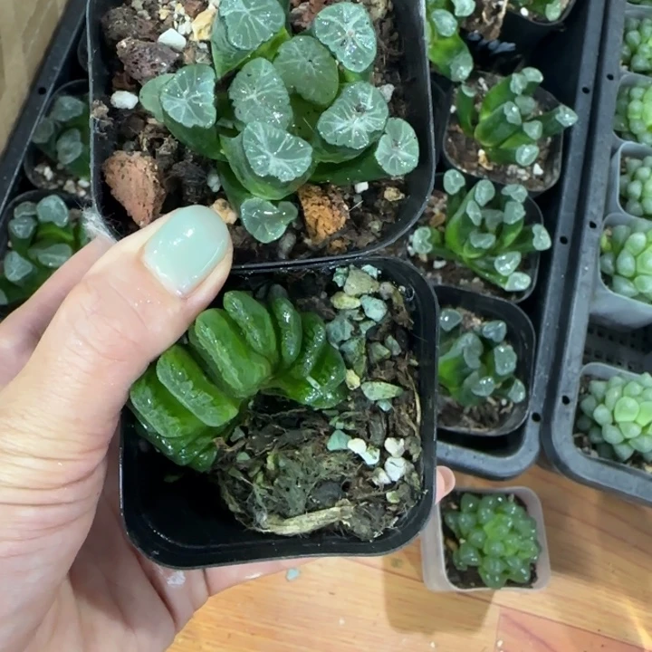 万象+扇子哈哈哈哈