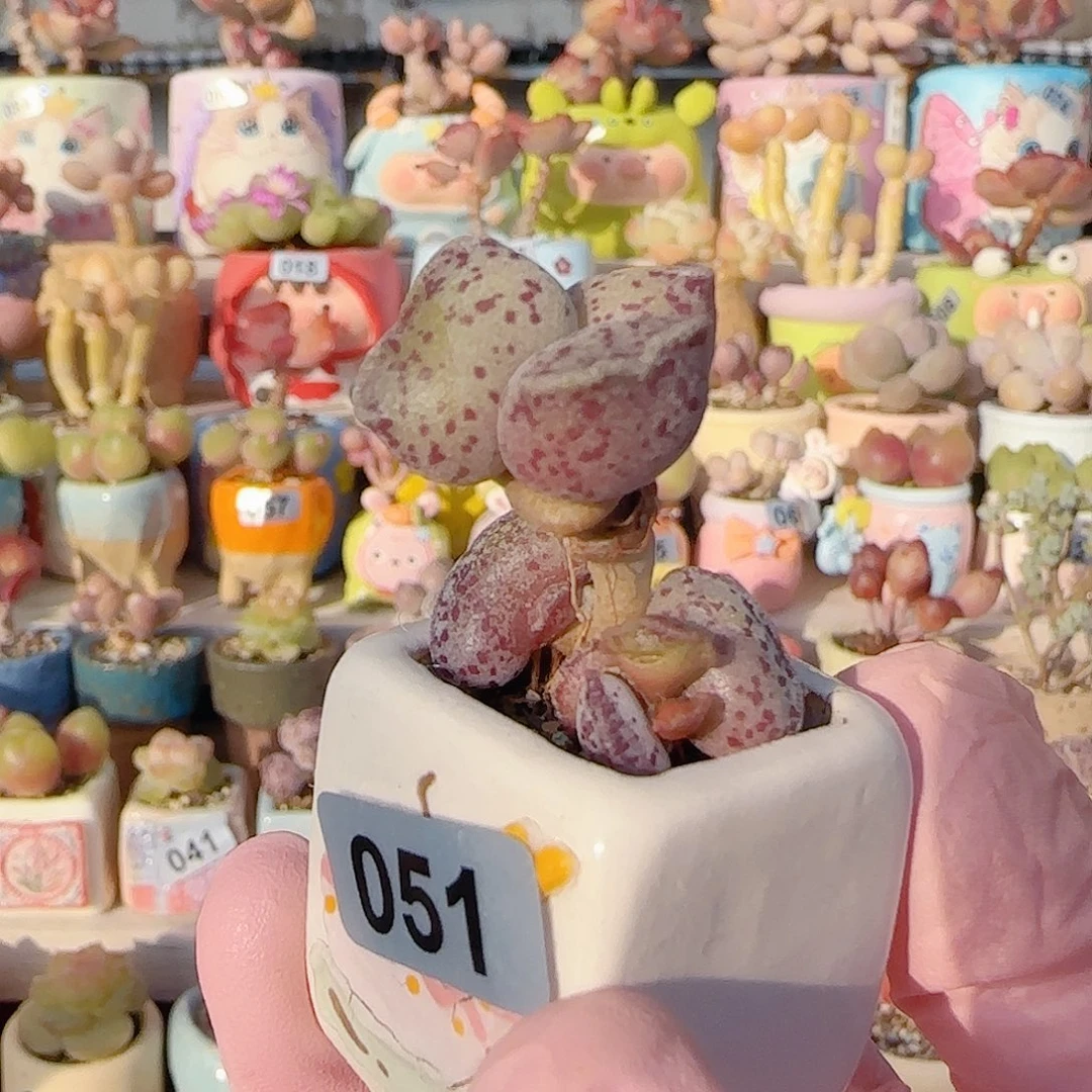 肥肥猫耳袋变异 盆口2.5cm