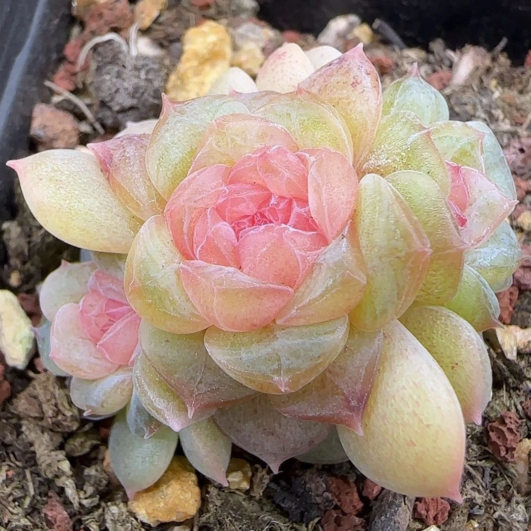 用***9875三头群3.6厘米脱土发货