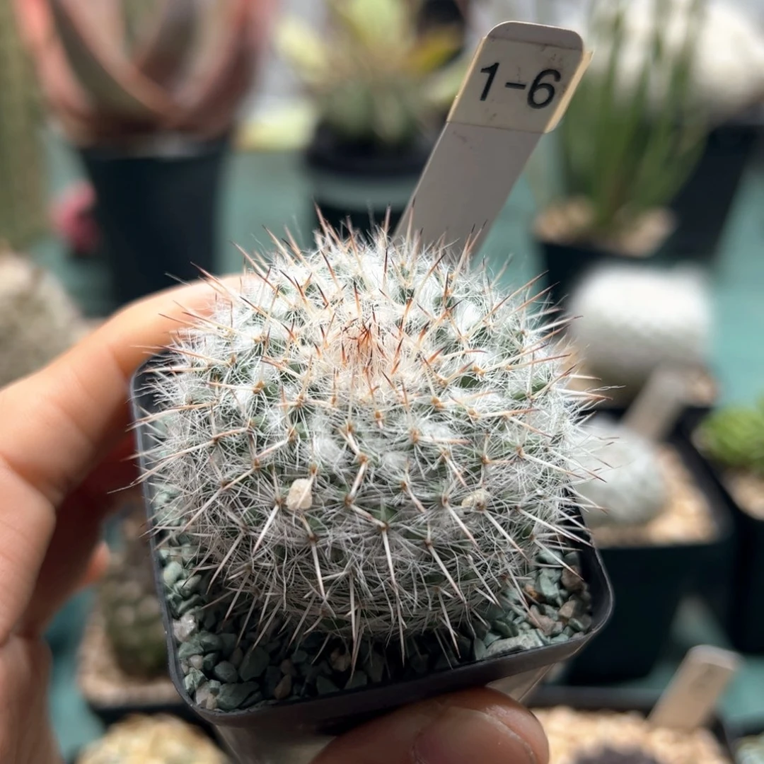 实生乳突杂交脱土发货多肉