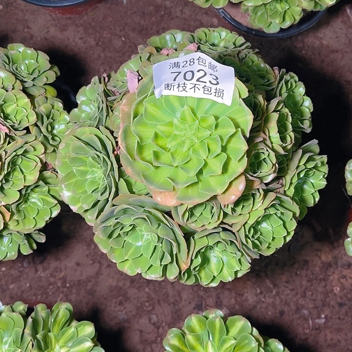 7023翡翠琉璃多肉植物