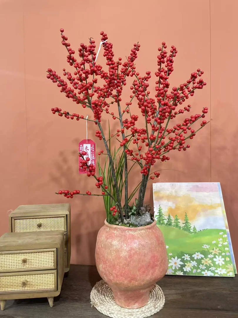 北美小叶簕竹冬青盆栽年销花可当鲜花室内绿植盆栽植物一物一拍