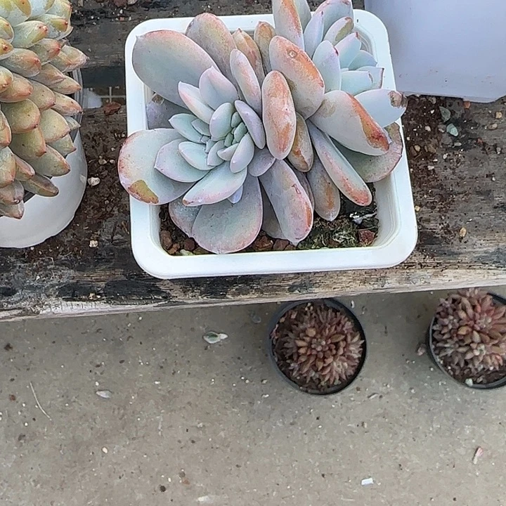 青蛙王子儿童牙膏套装11