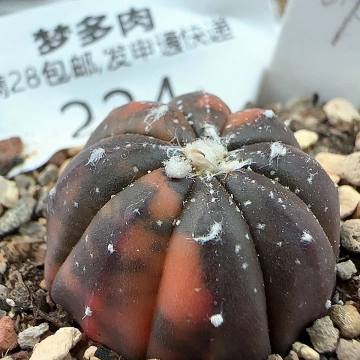 w224。  球锦。