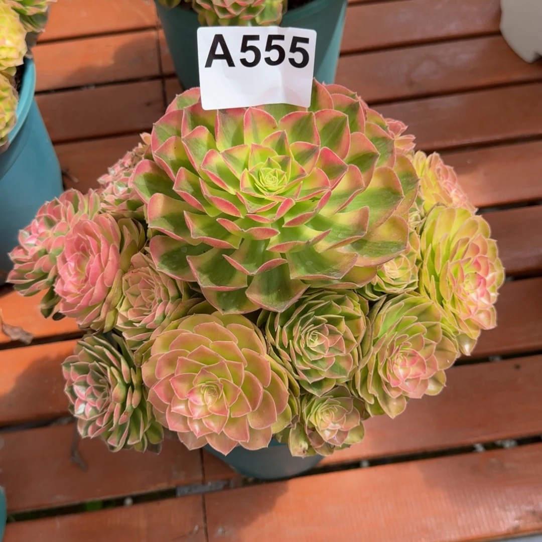 旺***远555多肉植物雨荷法师发货