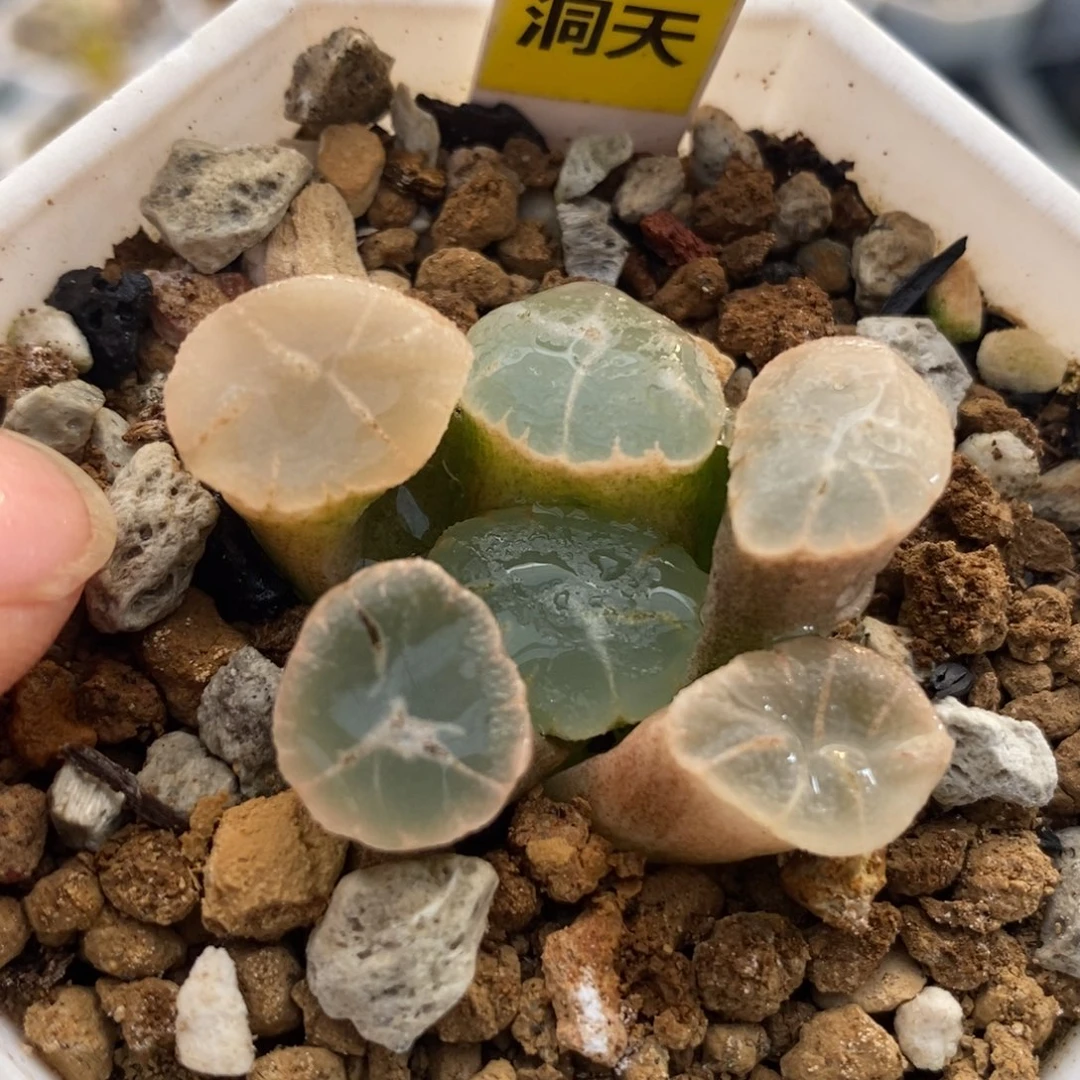 173万象锦一物一拍