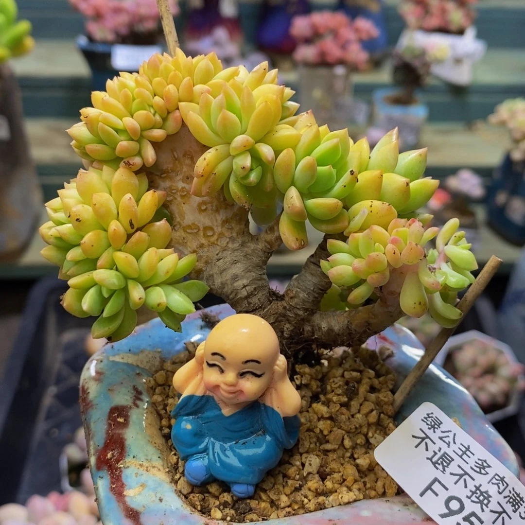 953 小雨林8 厘米