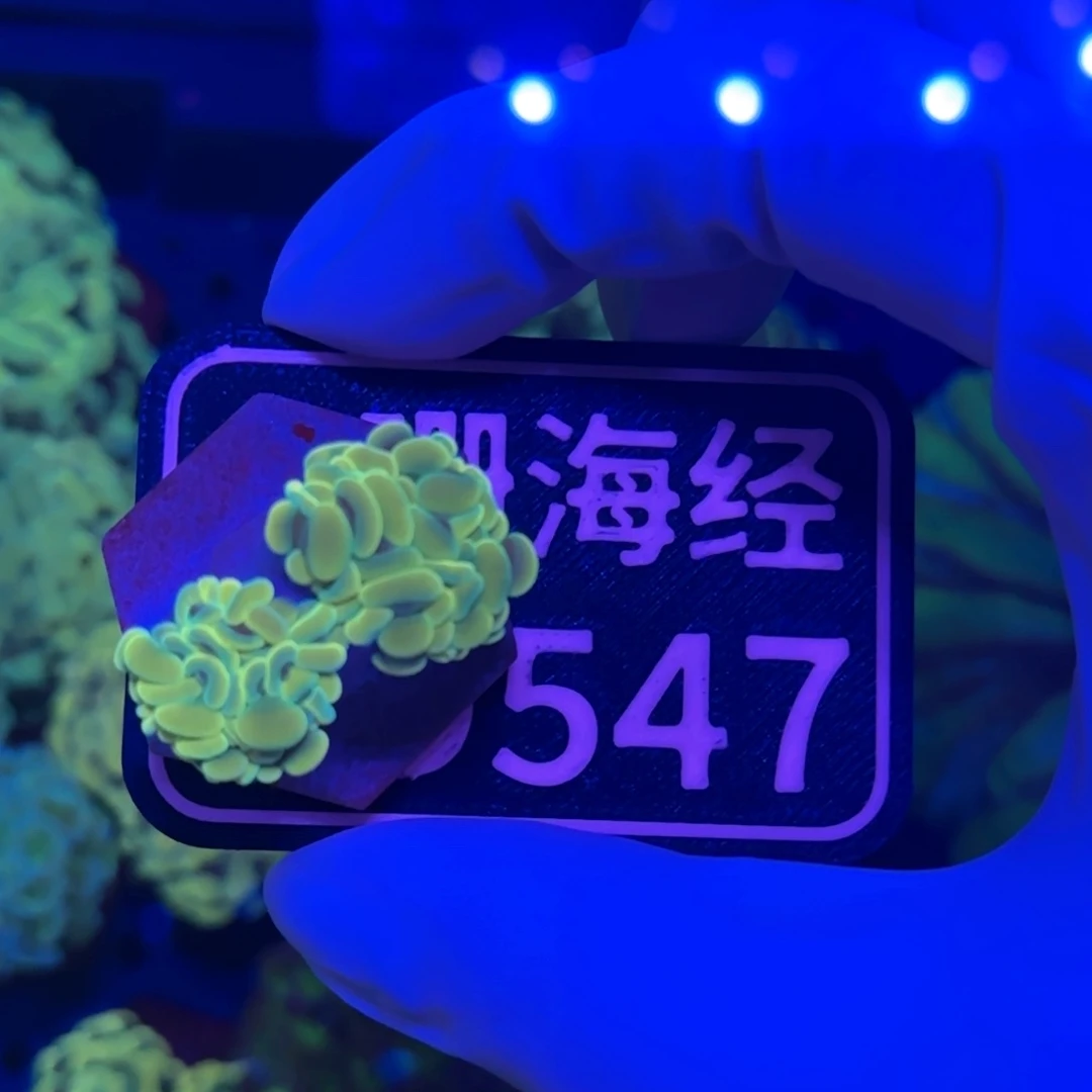 落***尘纽扣珊瑚又又不包邮分支榔头D547
