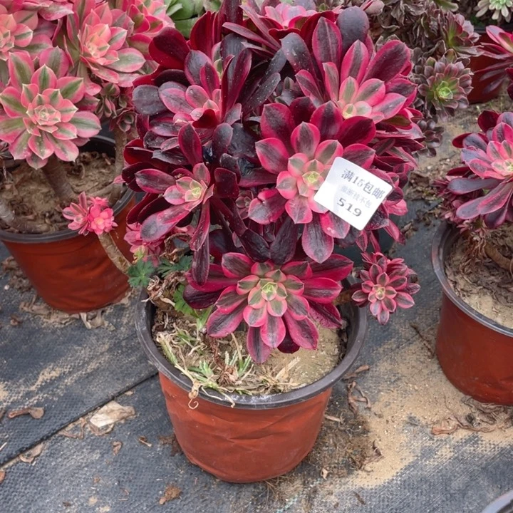 519美杜莎会断枝法师多肉断枝不售后