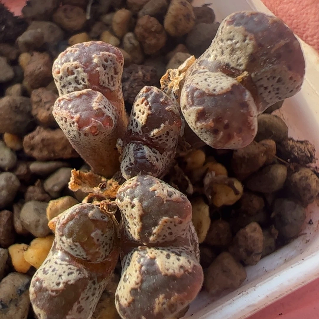 412 好看的多肉冲冲冲