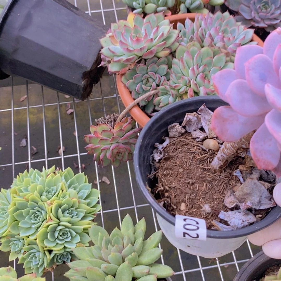 2920红茶一物一拍