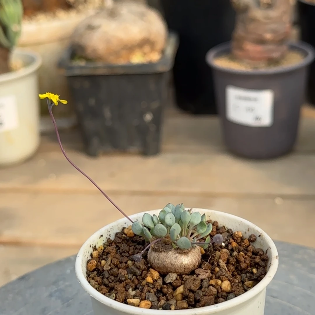 106圆叶格加块根植物