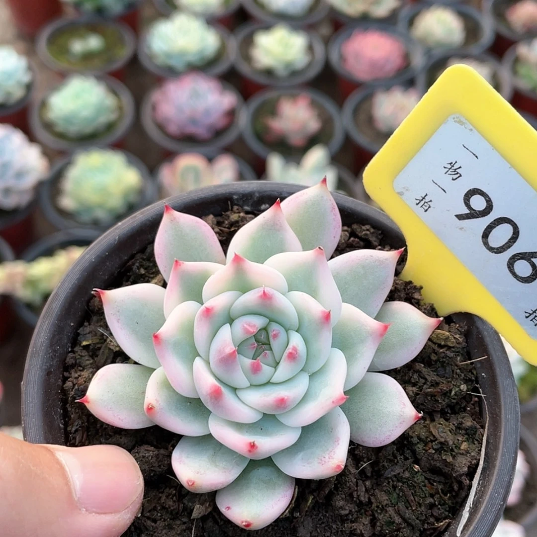 【闪购商品】不*名906号