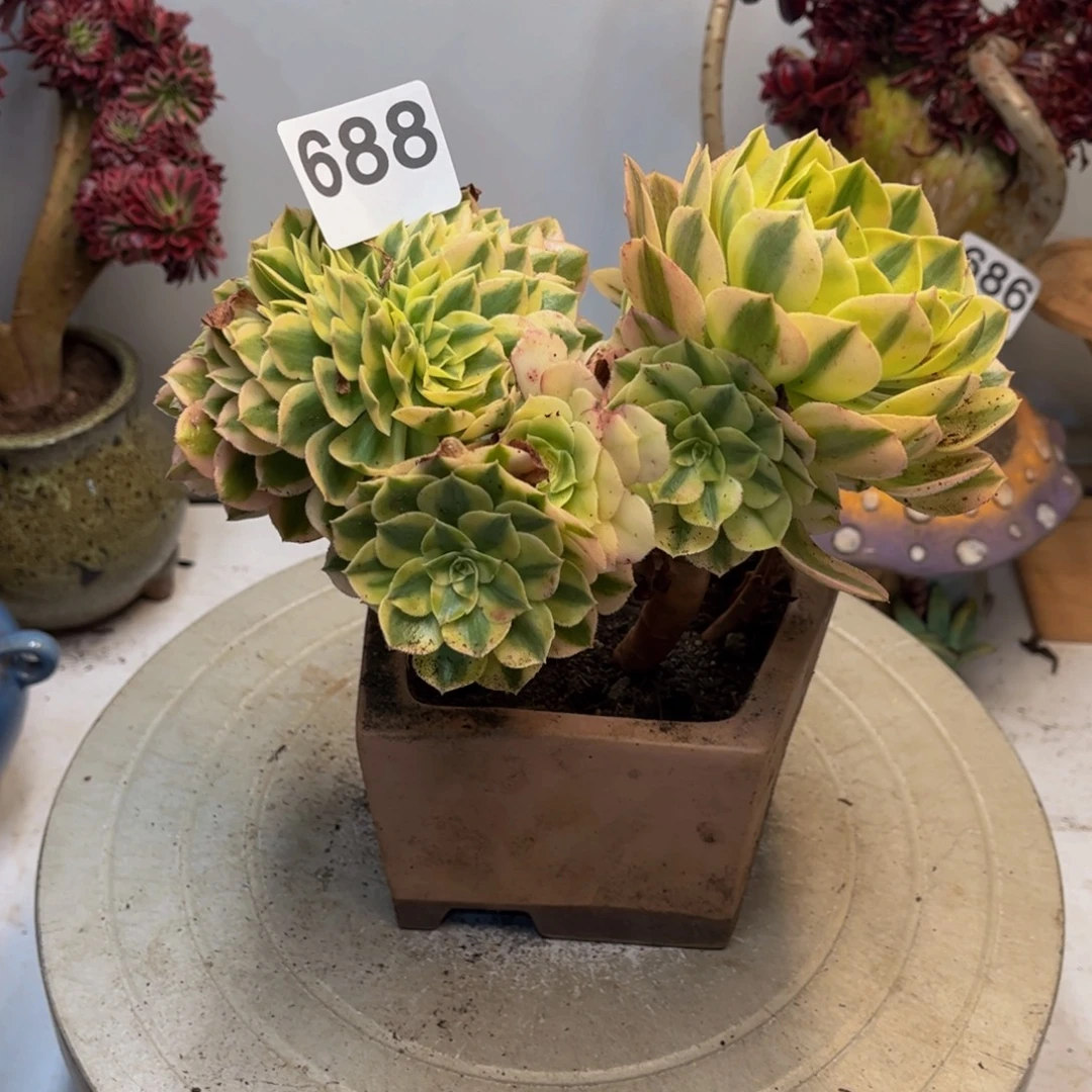 多肉植物万白缀688