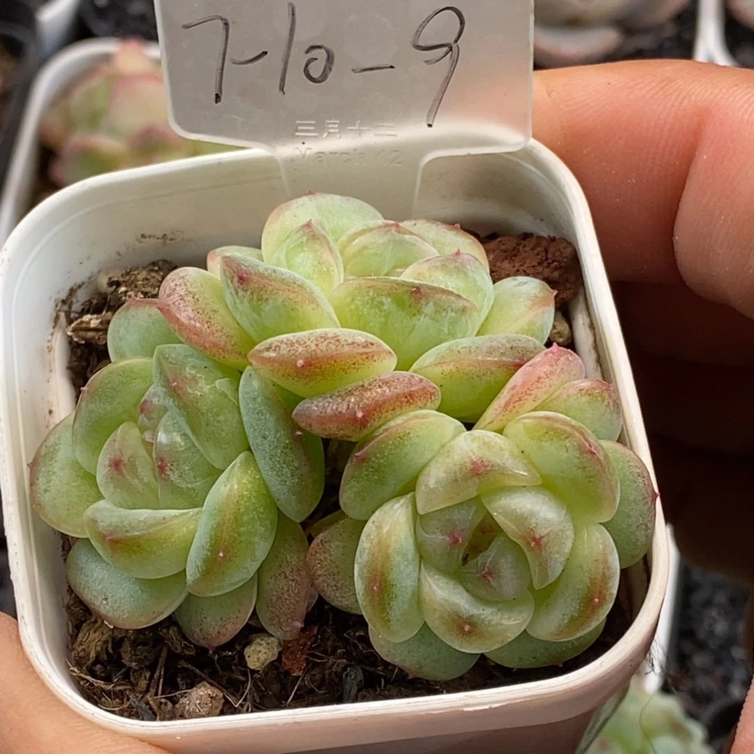 天官赐福百无禁忌