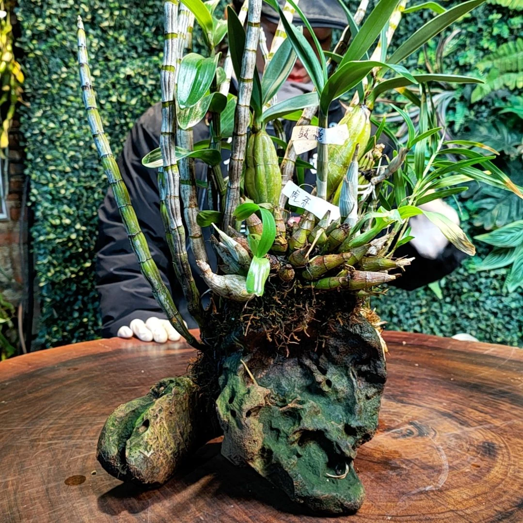 【闪购商品】西**品014龙虎牙竹叶鼓锤花卉