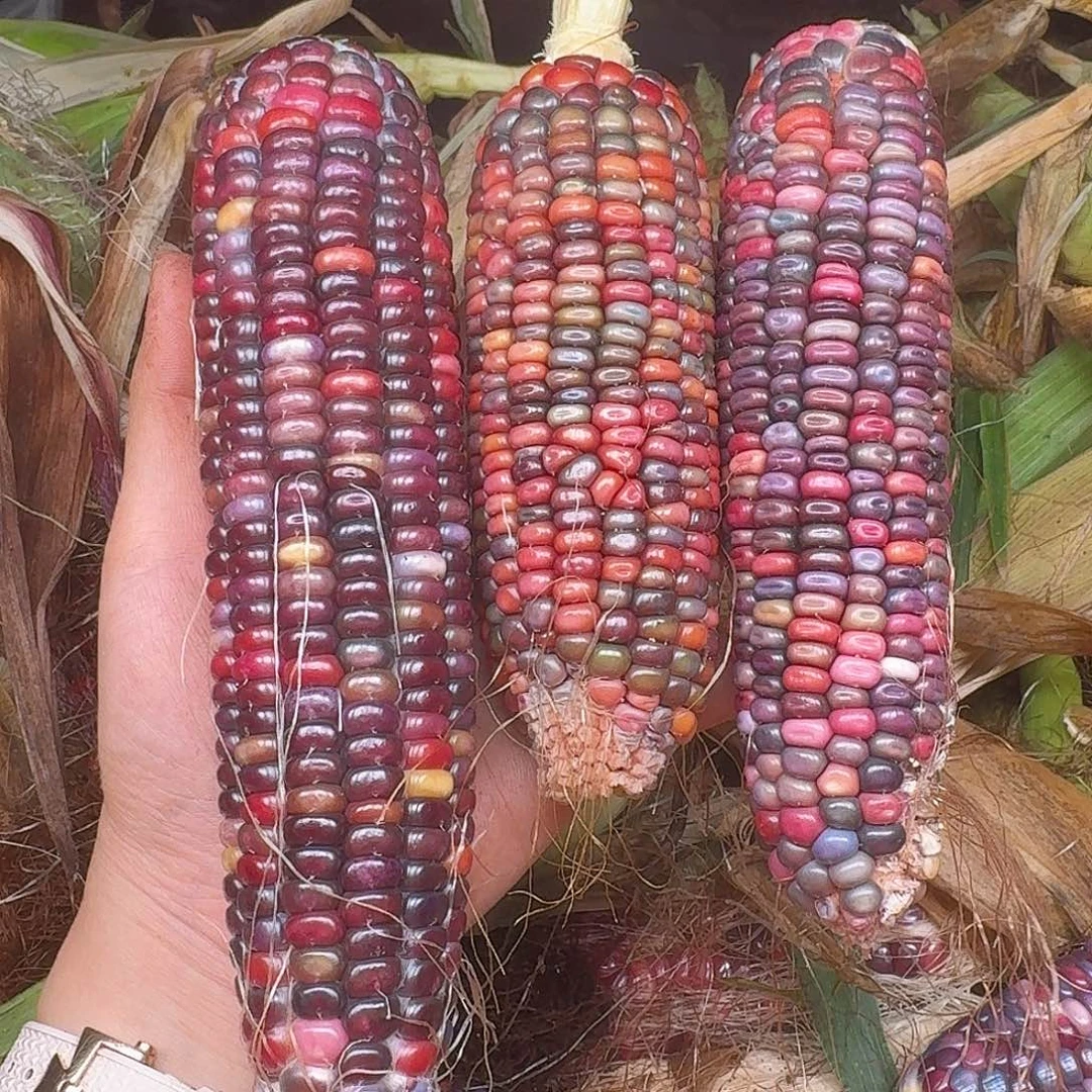 5***.大叶紫檀（黑酸枝木类）