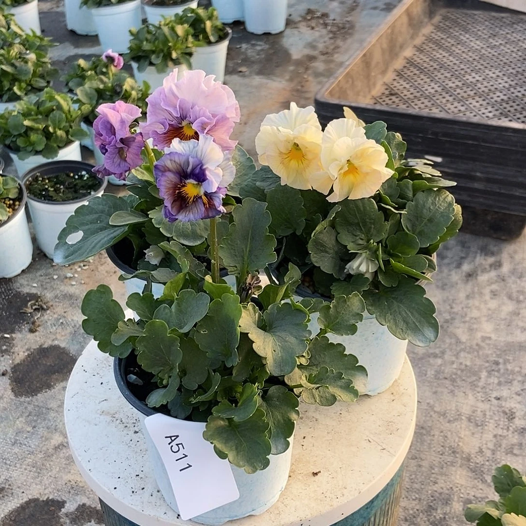 大部分花苞少量开放