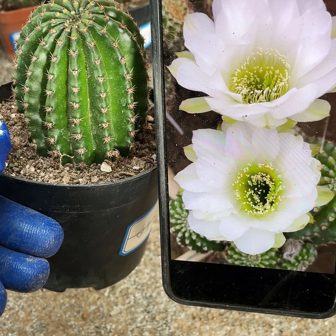 白金刚自根球6公分左右