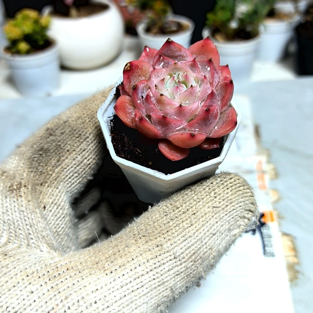 ，满9元包邮，孤星绝绝子