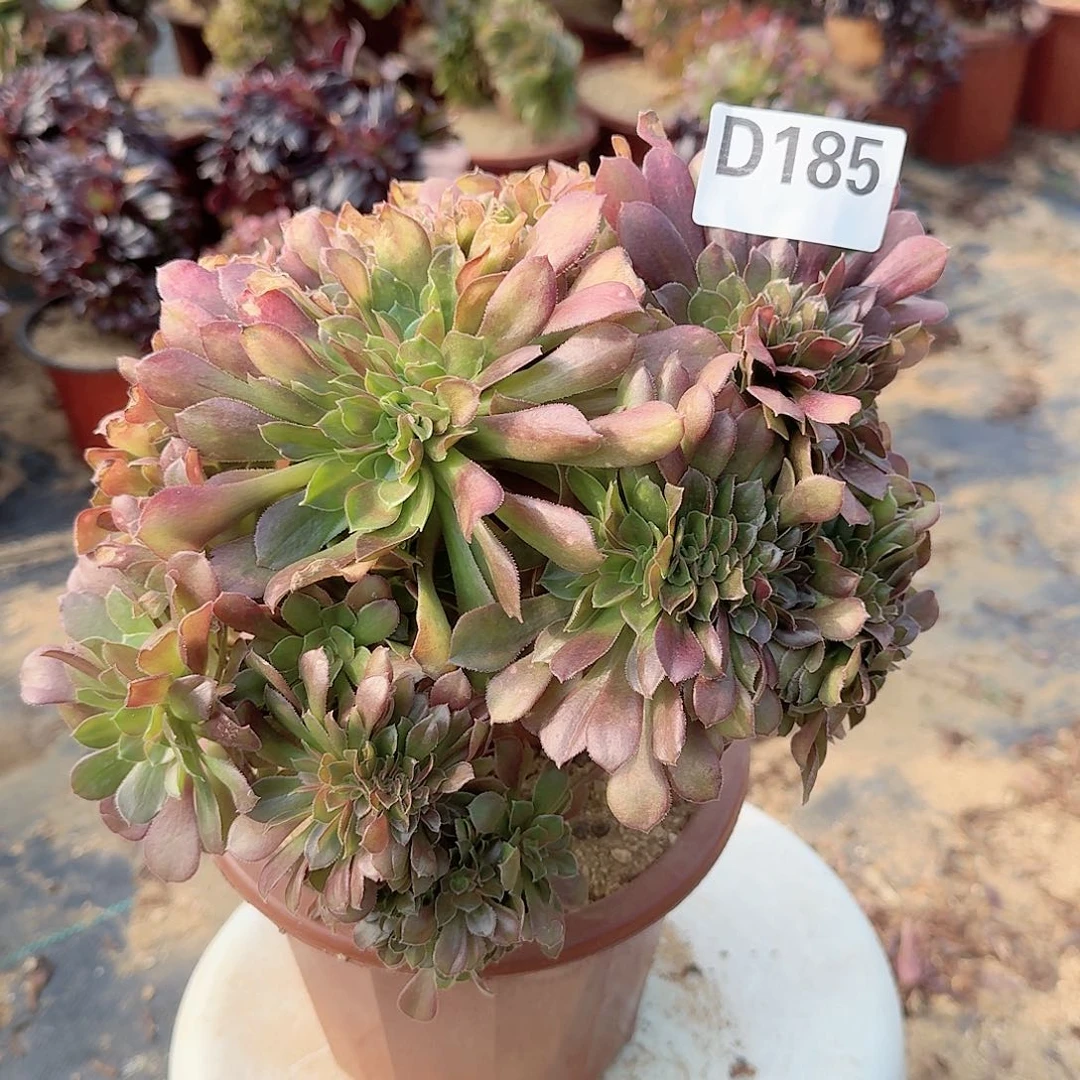 185玫瑰一颗呀呀