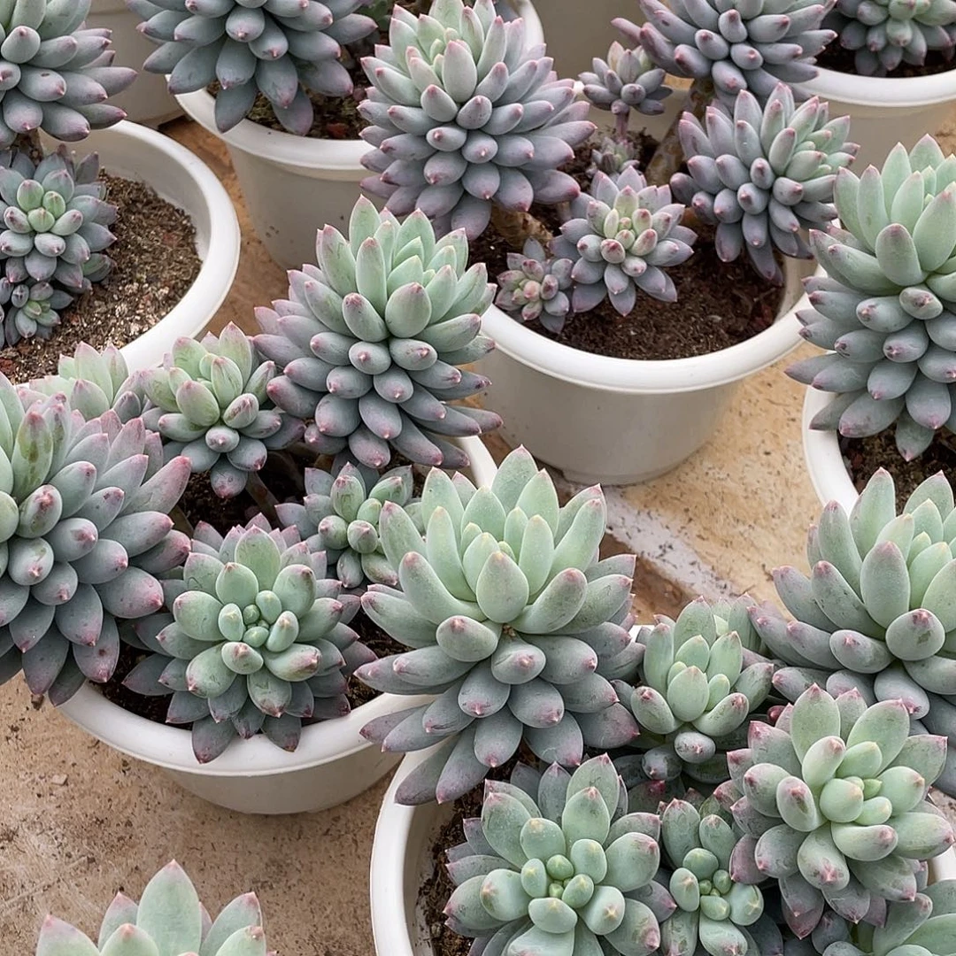 星月菩提精控群生18厘米可挑