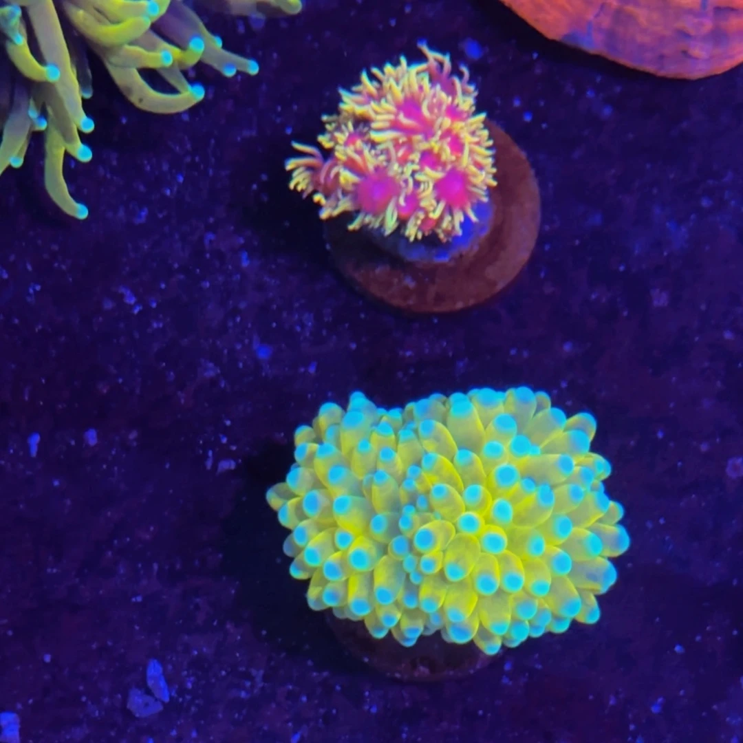 纽扣珊瑚万鱼来朝海水观赏