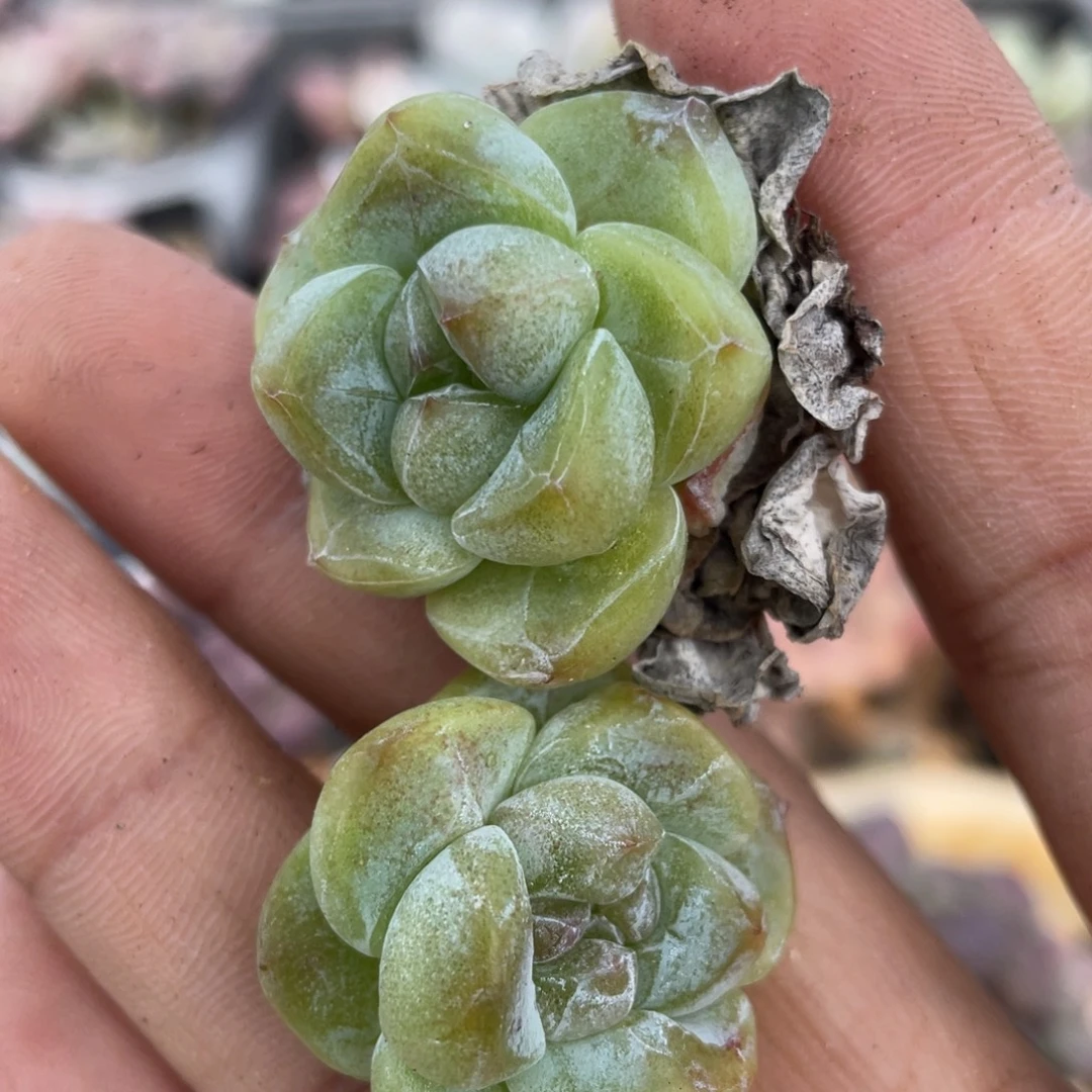 小体冰玉多肉植物
