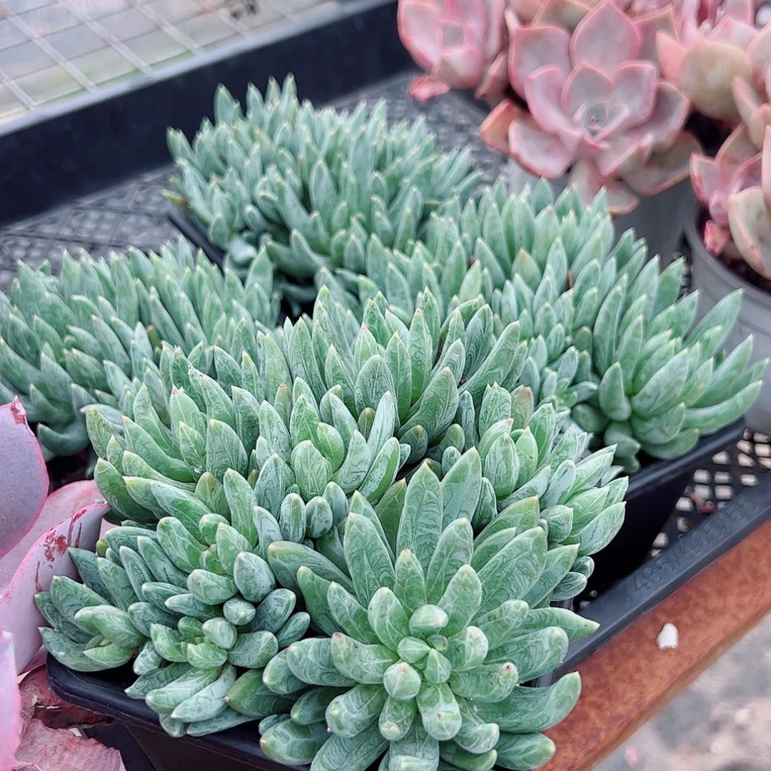 炫彩心多头群生羽毛纹