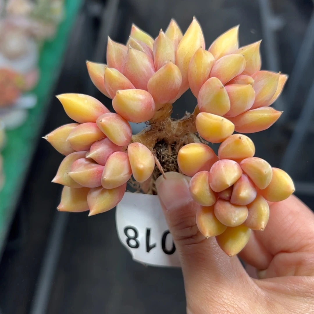 018 满38包邮一物一拍