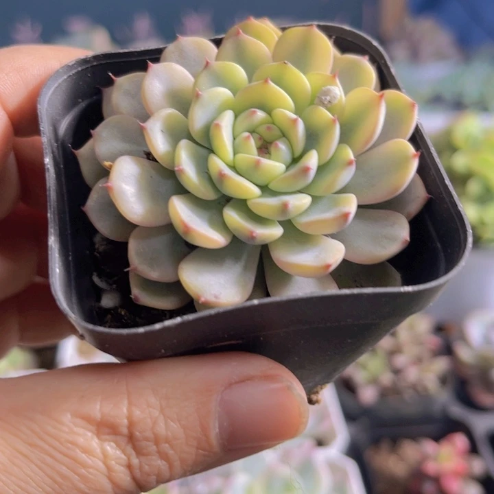 姬莲锦多肉植物量拍