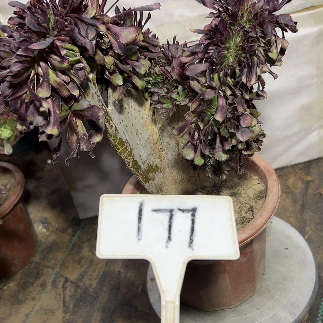 多肉植物黑法师缀花177