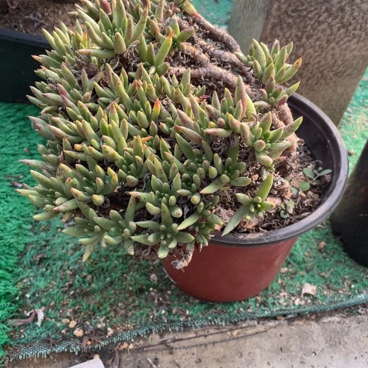 维思辛达多肉植物