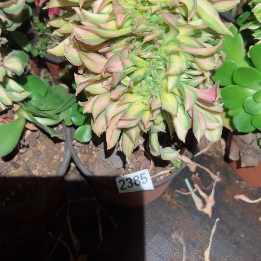 你2385 号多肉植物法师新年福利