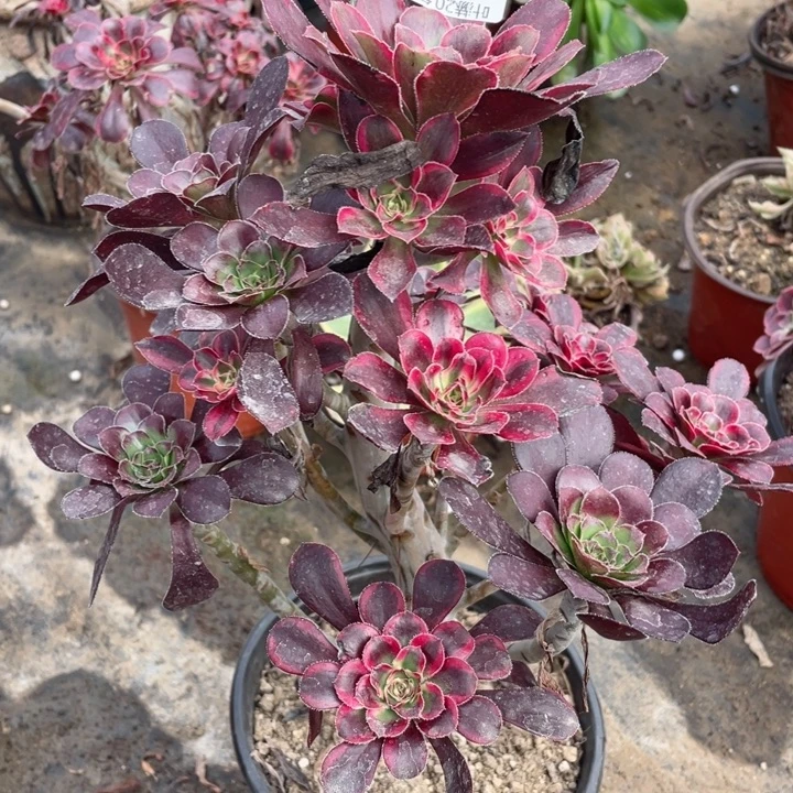 360香多肉12344678