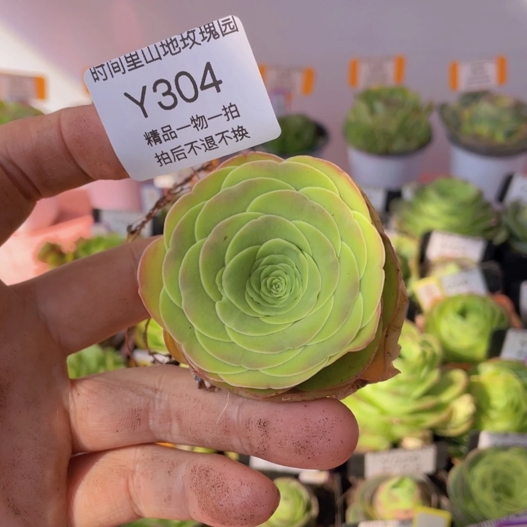 篝火304一物一拍