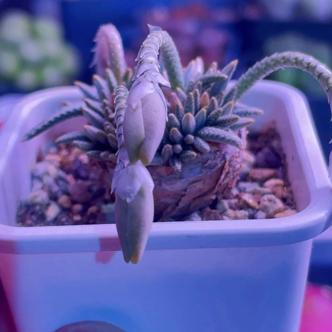 白花韧锦植物一物一拍
