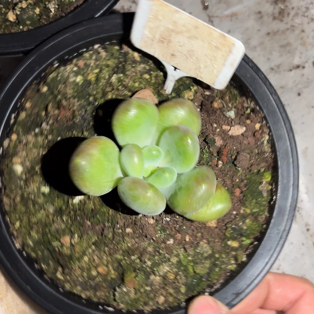 法力达55555555555555