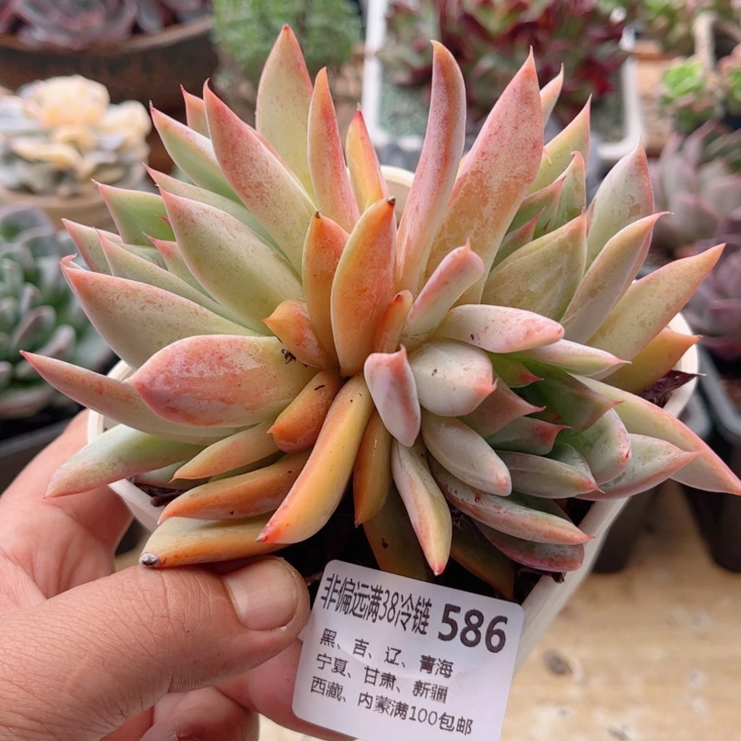 586新品德华多肉