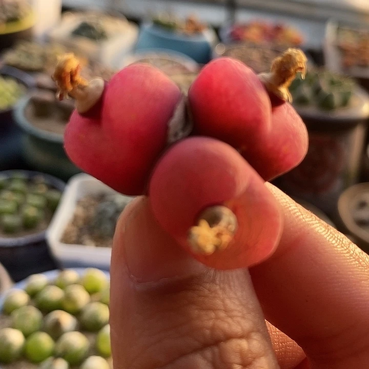 17506三头粉色群生母本