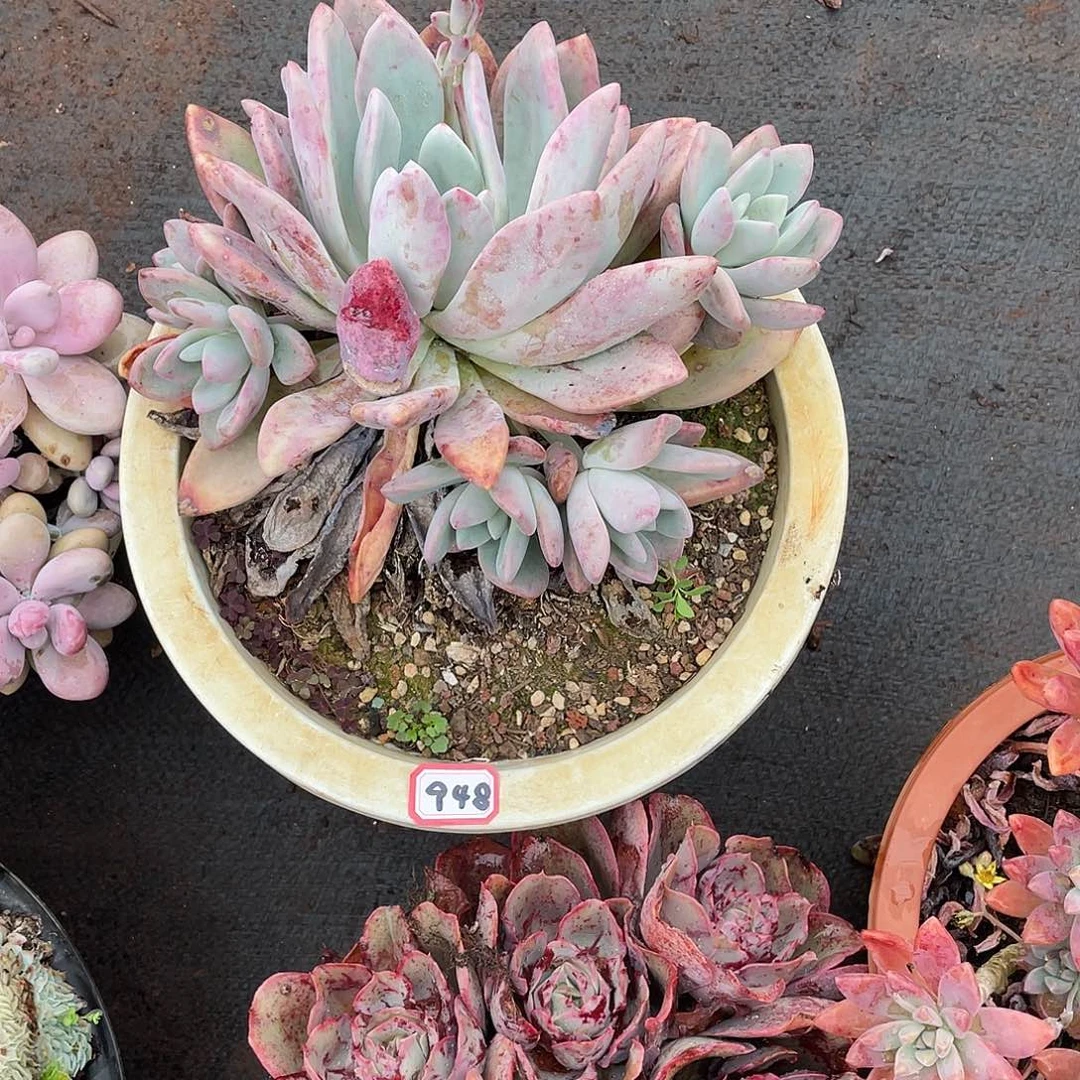 948奥普一物一拍多肉