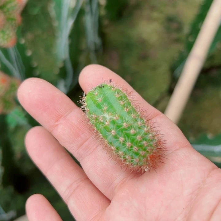 10白檀51歪无根侧芽3公分左右20包邮