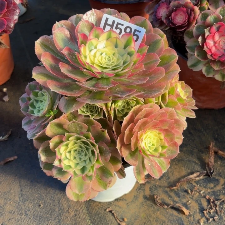 瑞妈，。。。。。595。绿体