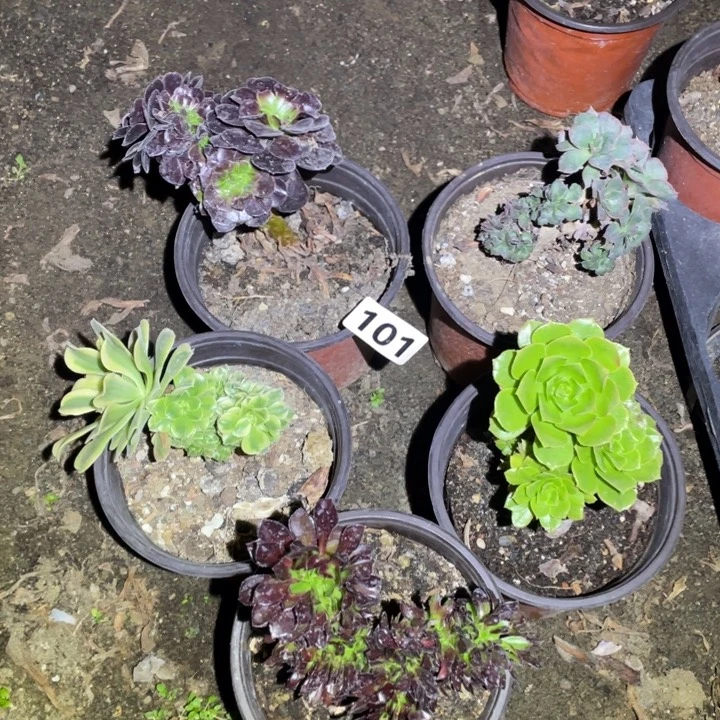 5颗小缀8厘米左右101号