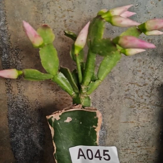 2224紫重瓣易掉苞芽45脱土脱盆