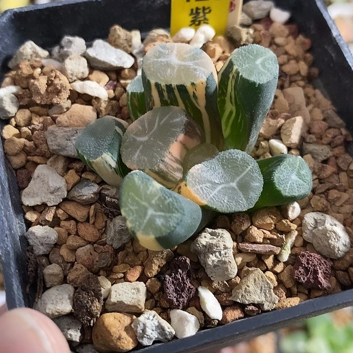 423玉龙万象锦一物一拍