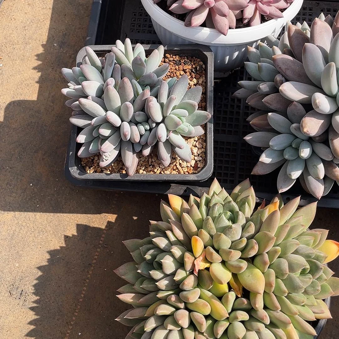 *****姐多肉链接的时候