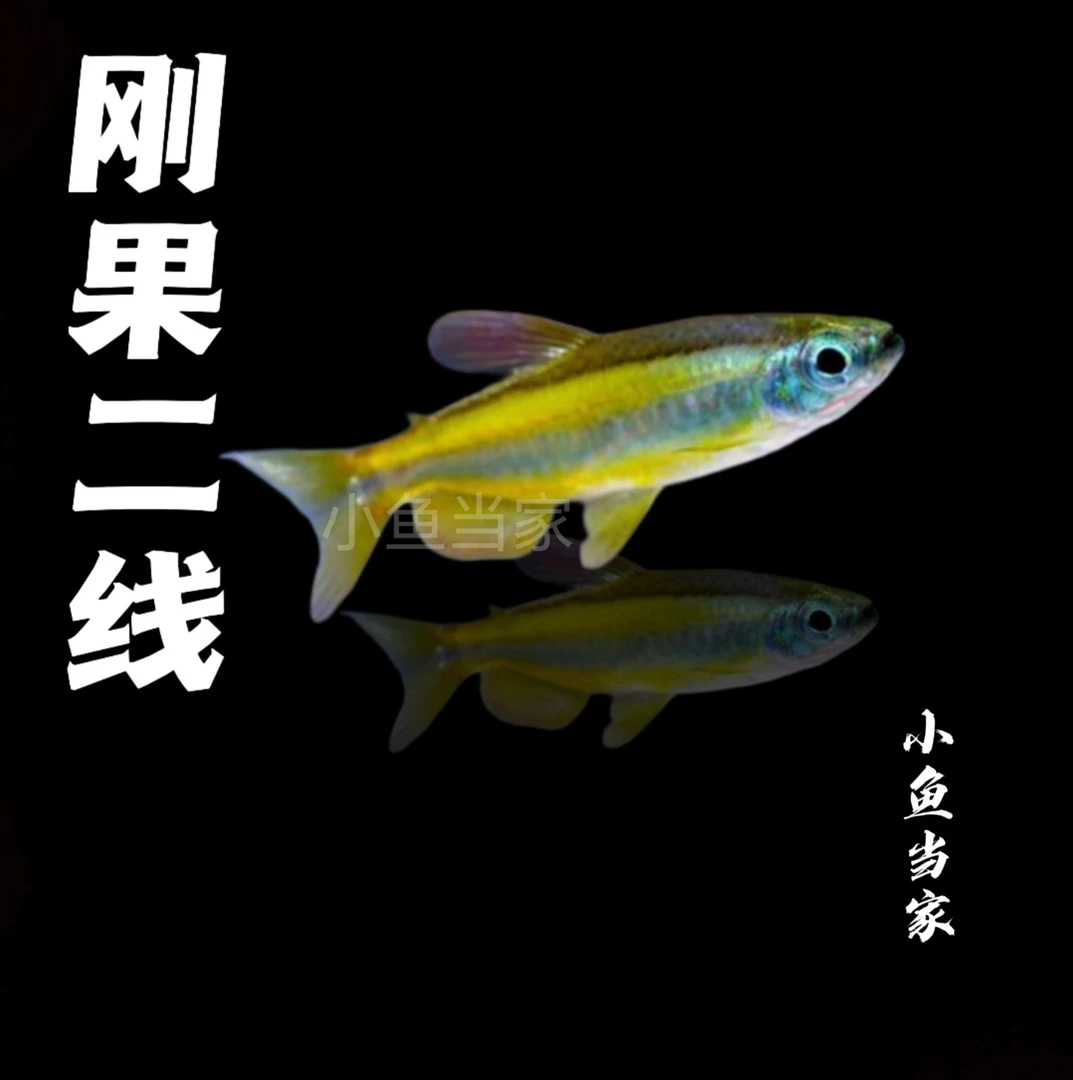 二线刚果灯鱼淡水小型热带观赏鱼