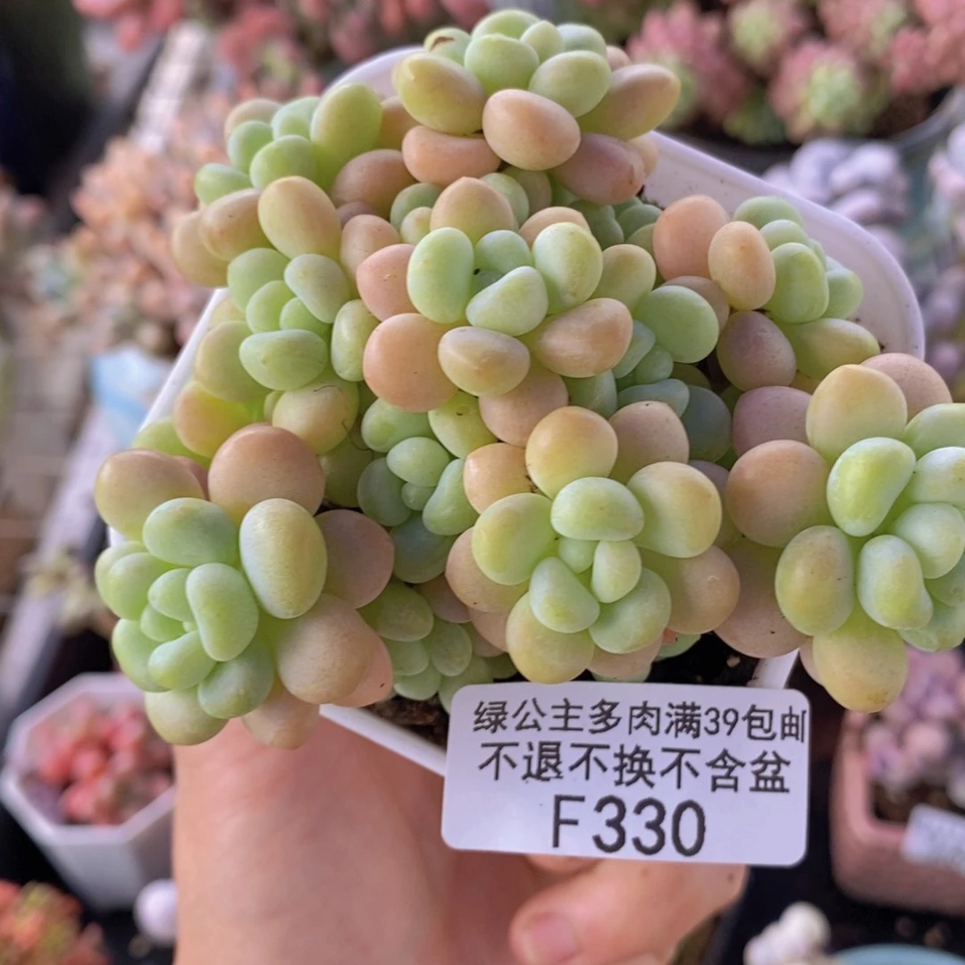 洛可可7cm330多肉植物